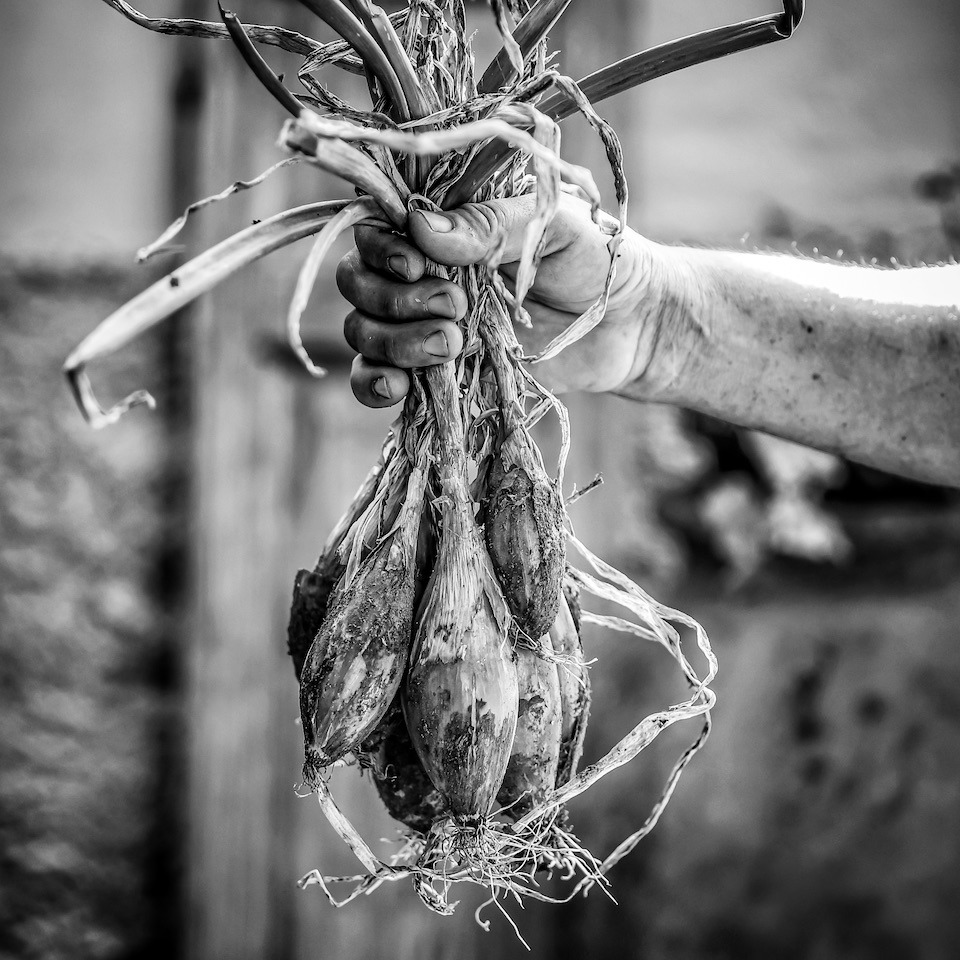 foto di cibo con cipolle